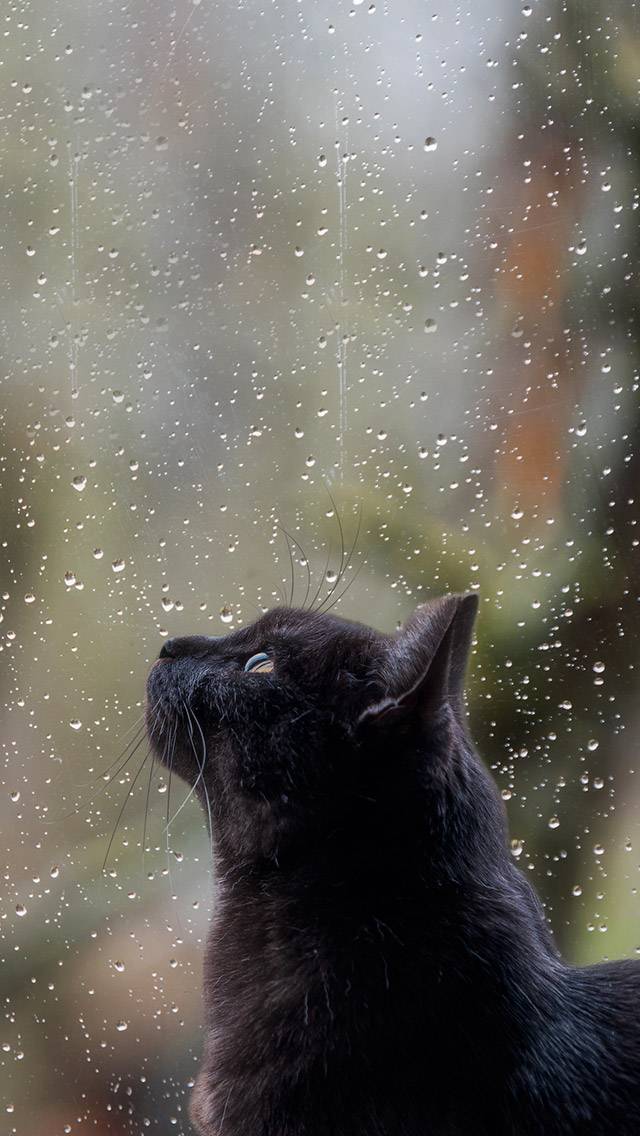Weather Kitty showing rain weather